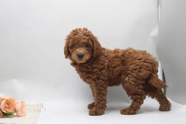 Female Mini Goldendoodle puppy for sale at Petland Rogers.