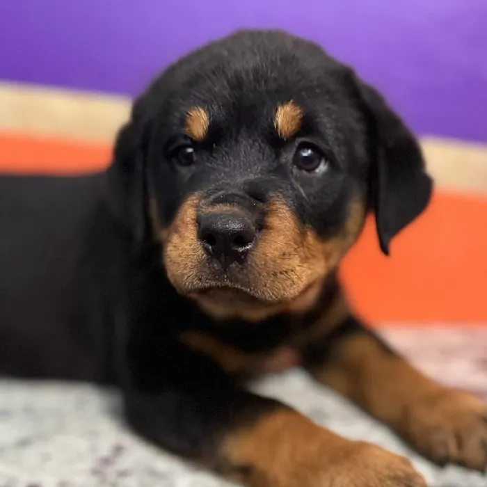Female Rottweiler Puppy for Sale in Rogers, AR