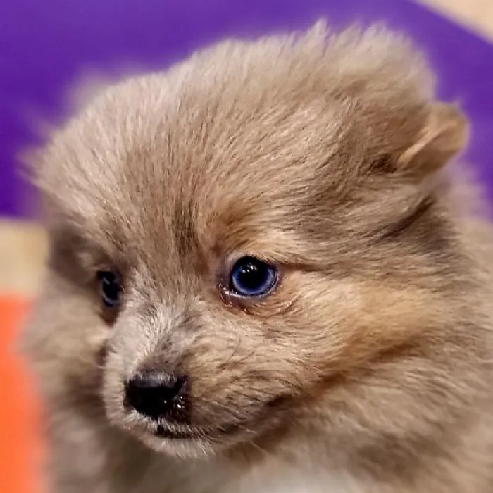 Male Pomeranian Puppy for Sale in Rogers, AR