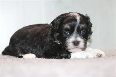 Male Shipoo puppy for sale at Petland Wichita West.