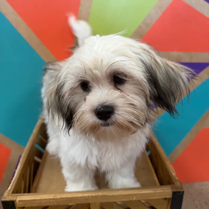 Female Teddy Bear puppy named Tesla for sale at Petland Joplin.