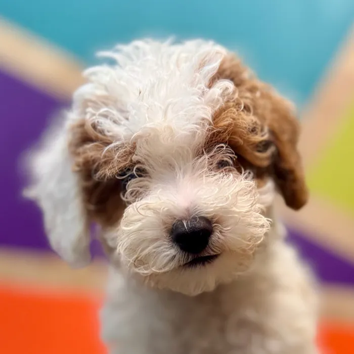 Male Mini Poodle puppy named Nacho for sale at Petland Rogers.