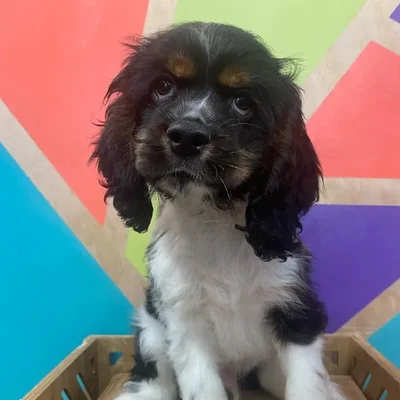 Male Cocker Spaniel Puppy for Sale in Joplin, MO