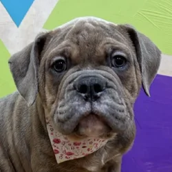 Male Old English Bulldog puppy named Augustus for sale at Petland Wichita West.