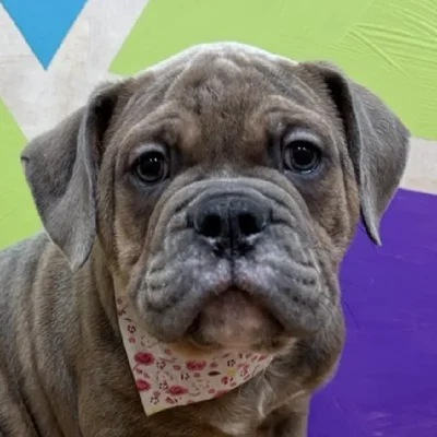 Male Old English Bulldog puppy named Augustus for sale at Petland Wichita West.