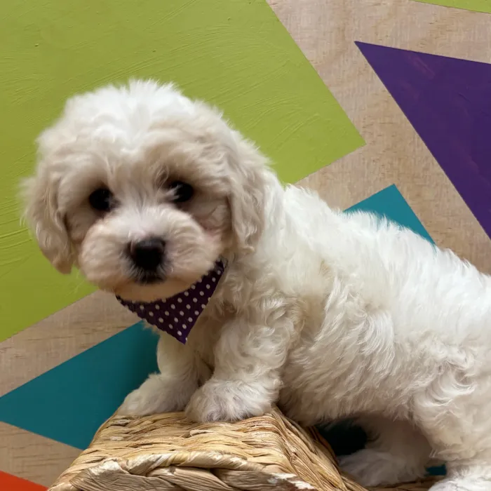 Female Daisy Dog puppy named Winn-Dixie for sale at Petland Wichita West.