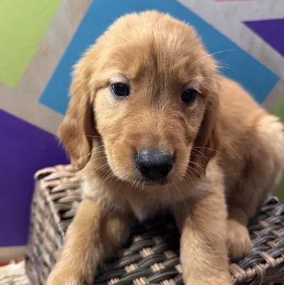 Female Golden Retriever Puppy for Sale in Rogers, AR
