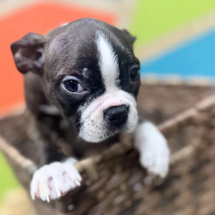 Female Boston Terrier Puppy for Sale in Rogers, AR