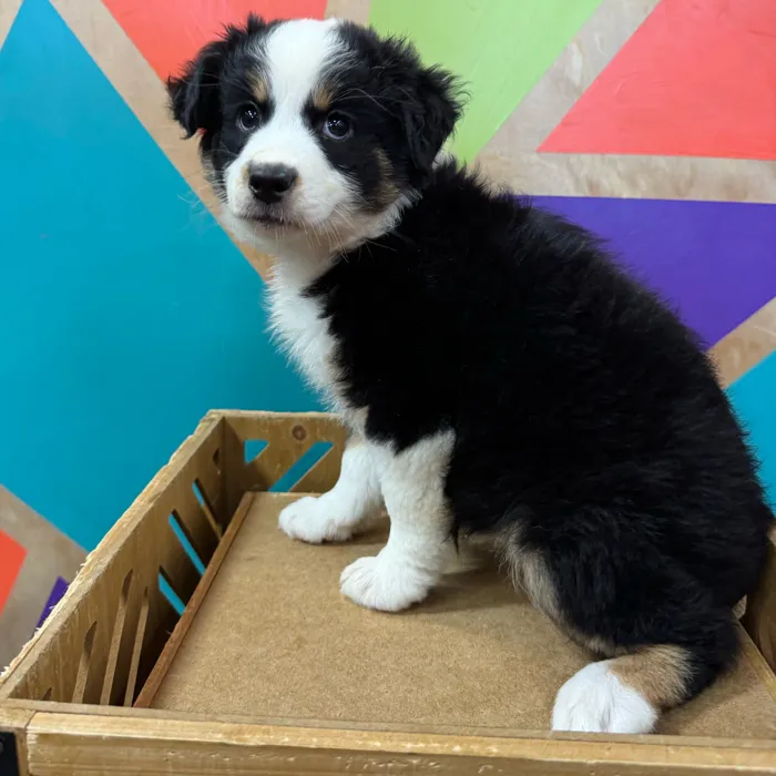 Female Miniature American Shepherd puppy for sale at Petland Joplin.
