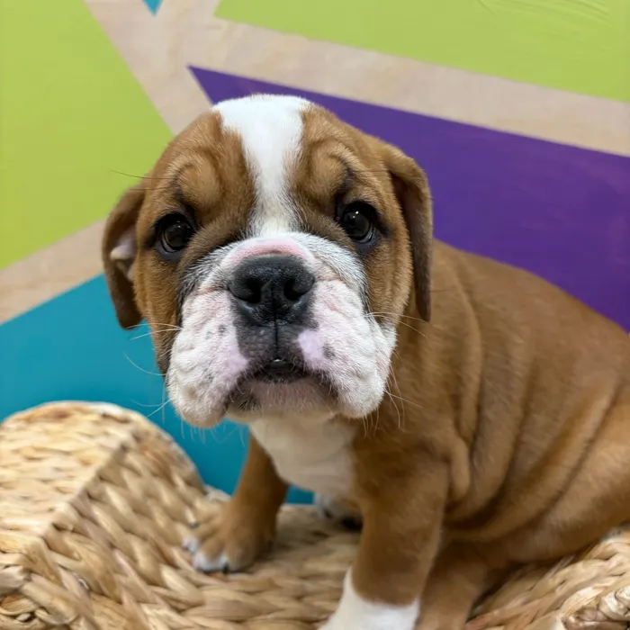Female English Bulldog puppy named Sally for sale at Petland Wichita West.
