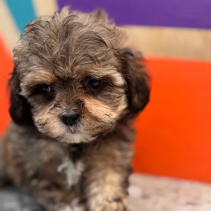 Male Shipoo puppy for sale at Petland Rogers.