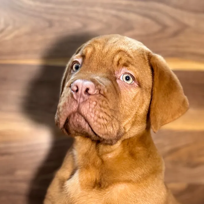 Male Dogue De Bordeaux puppy named Calvin for sale at Petland Rogers.