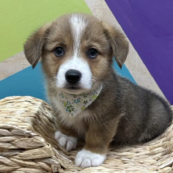Male Pembroke Welsh Corgi puppy named Bagel for sale at Petland Wichita West.