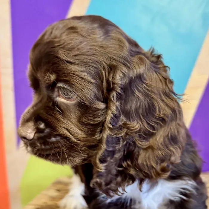 Male Cocker Spaniel Puppy for Sale in Rogers, AR
