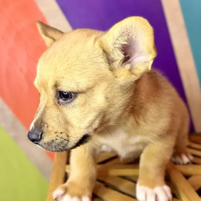 Male Froggie Puppy for Sale in Rogers, AR