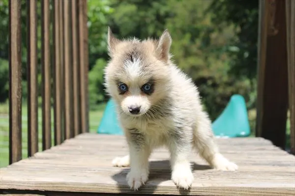 Female Pomsky puppy for sale at Petland Joplin.