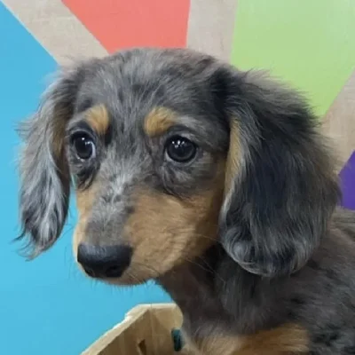 Female Mini Dachshund puppy named Lola for sale at Petland Joplin.