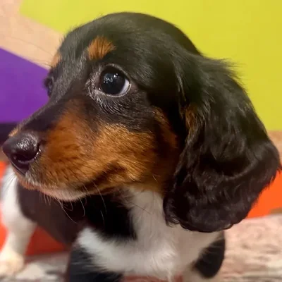 Male Dachshund puppy named Darby for sale at Petland Rogers.