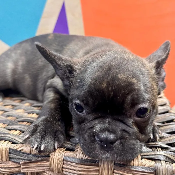 Male Frenchton puppy named Francis for sale at Petland Rogers.