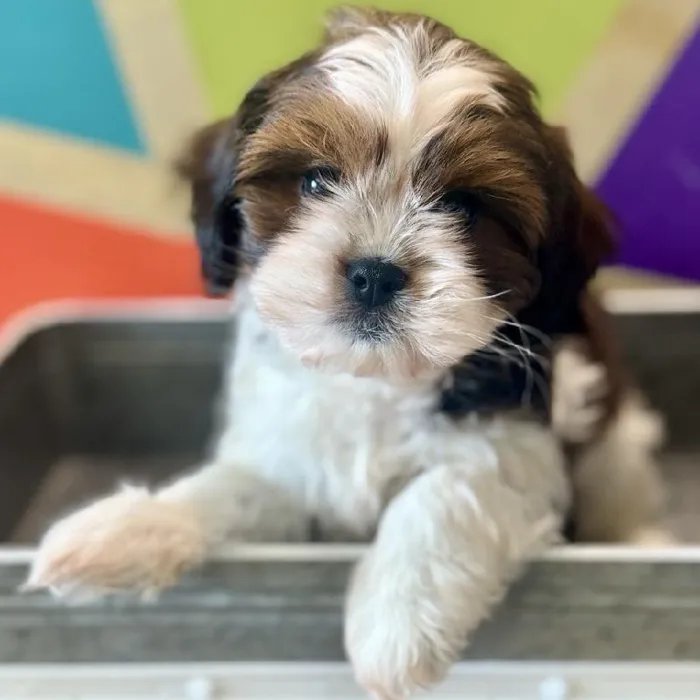 Female Shih Tzu Puppy for Sale in Rogers, AR