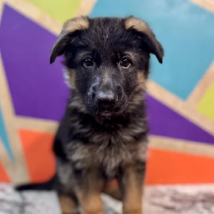Female German Shepherd Puppy for Sale in Fayetteville, AR