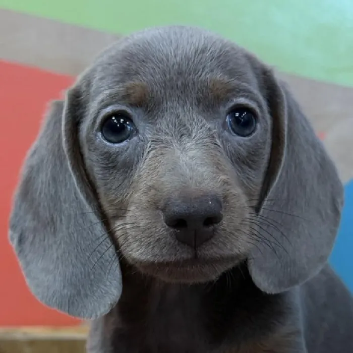 Male Dachshund puppy named William for sale at Petland Rogers.