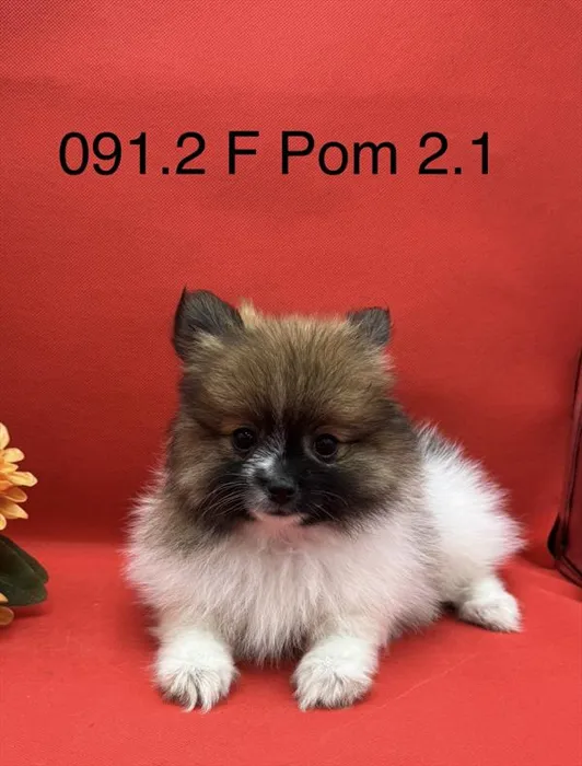 Female Pomeranian puppy for sale at Petland Joplin.
