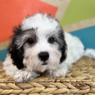 Male Teddy Bear Puppy for Sale in Fayetteville, AR