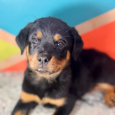 Female Rottweiler puppy named Remi for sale at Petland Rogers.