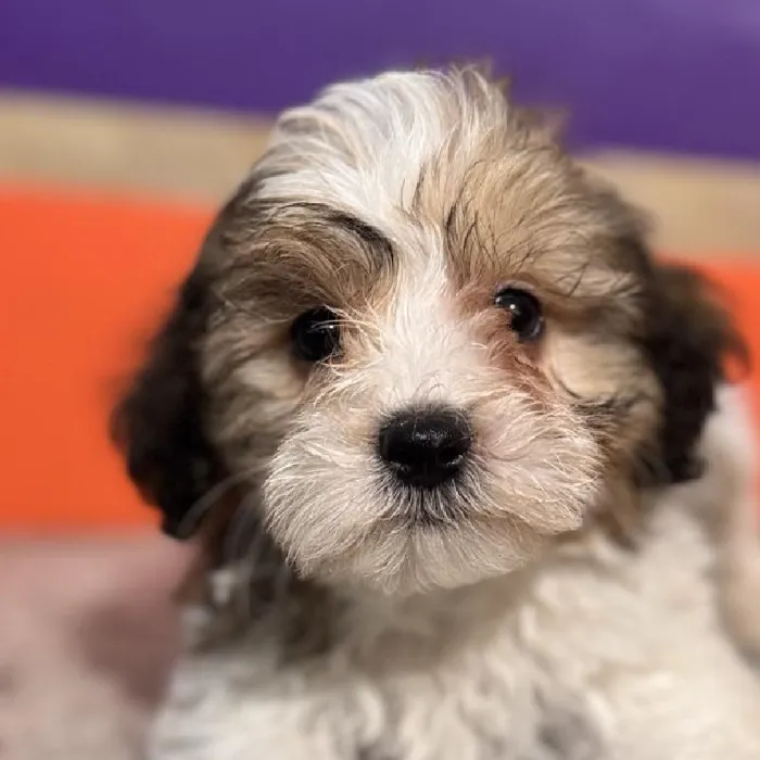 Male Teddy Bear Puppy for Sale in Rogers, AR