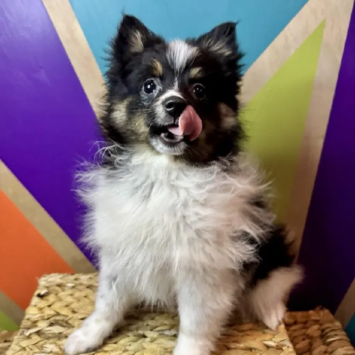 Male Poochi Puppy for Sale in Joplin, MO