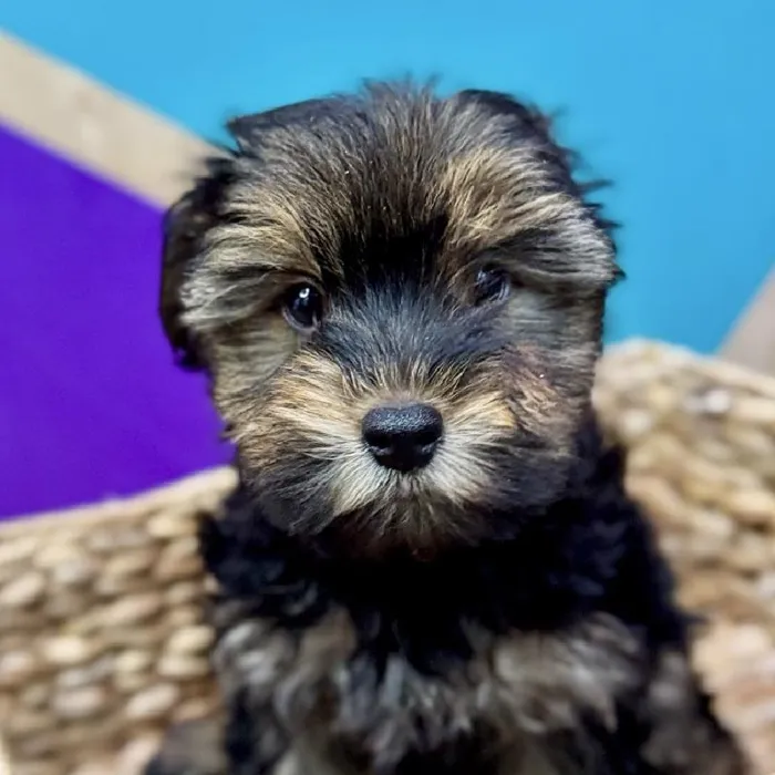 Male Yorkie Puppy for Sale in Rogers, AR