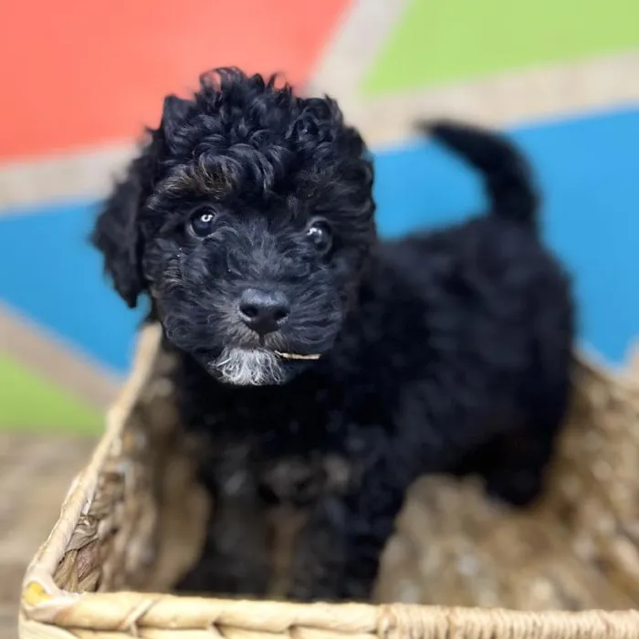 Female F1b Mini BerneDoodle Puppy for Sale in Rogers, AR