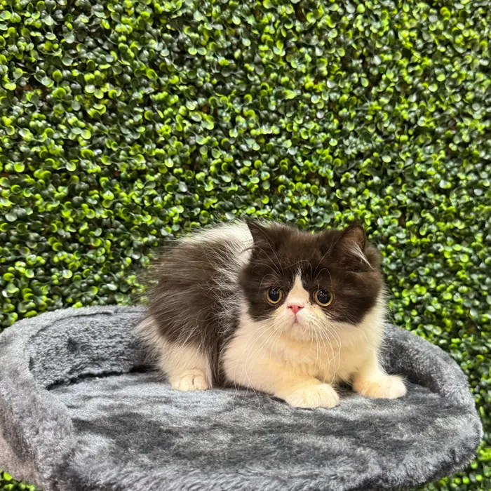 Female Exotic kitten named Oero for sale at Petland Rogers.