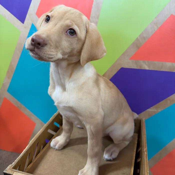 Female Labrador Retriever puppy named Loretta for sale at Petland Fayetteville.