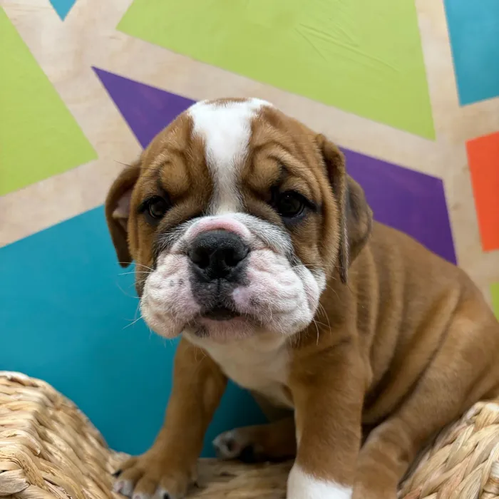 Female English Bulldog puppy named Sally for sale at Petland Wichita West.