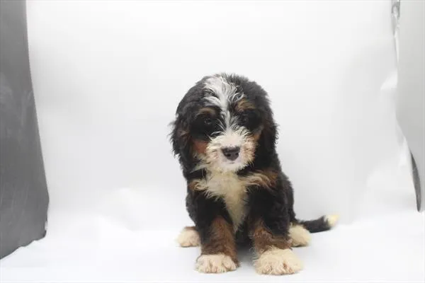 Female Mini Bernedoodle puppy for sale at Petland Joplin.