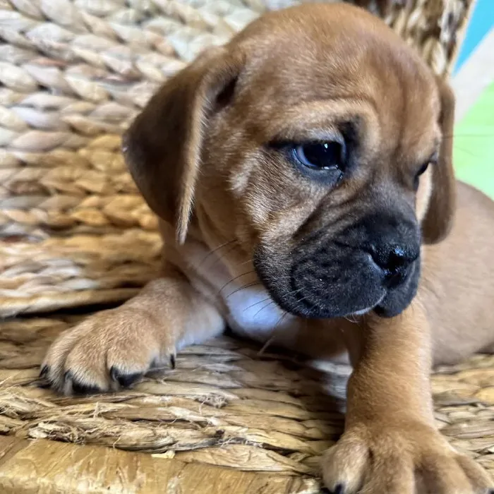 Male Mini Bulldog Puppy for Sale in Rogers, AR