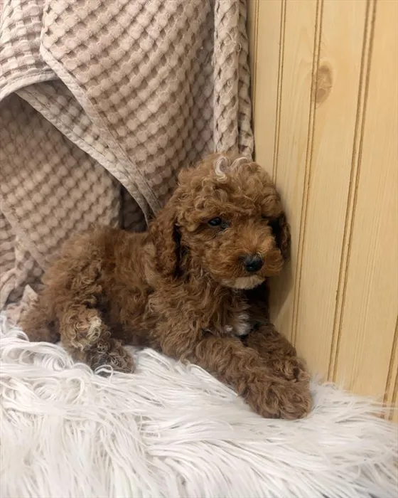 Male Mini Poodle puppy for sale at Petland Joplin.