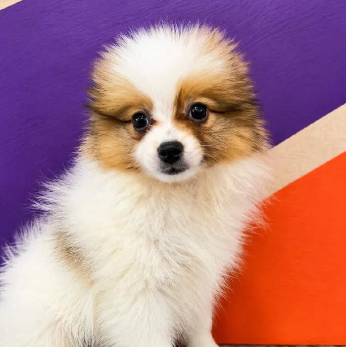 Male Pomeranian puppy named Pepe for sale at Petland Fayetteville.