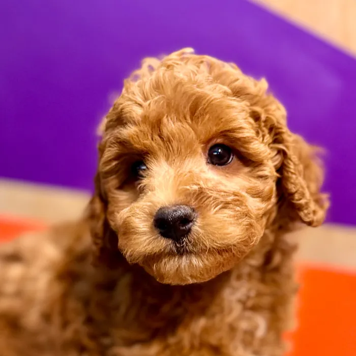Male F1B Cavapoo puppy for sale at Petland Rogers.