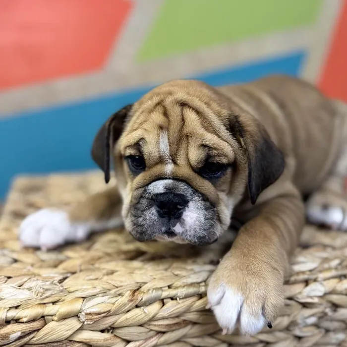 Female English Bulldog Puppy for Sale in Rogers, AR