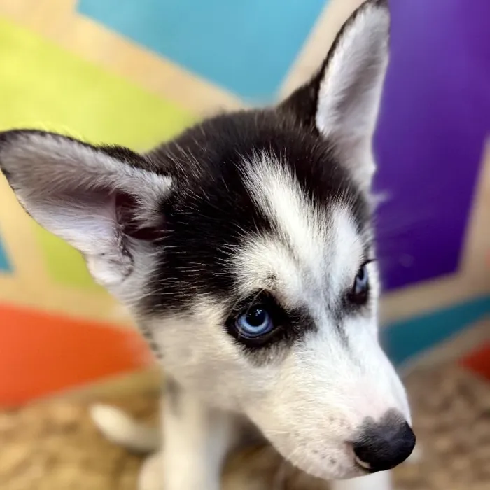 Male Siberian Husky Puppy for Sale in Rogers, AR