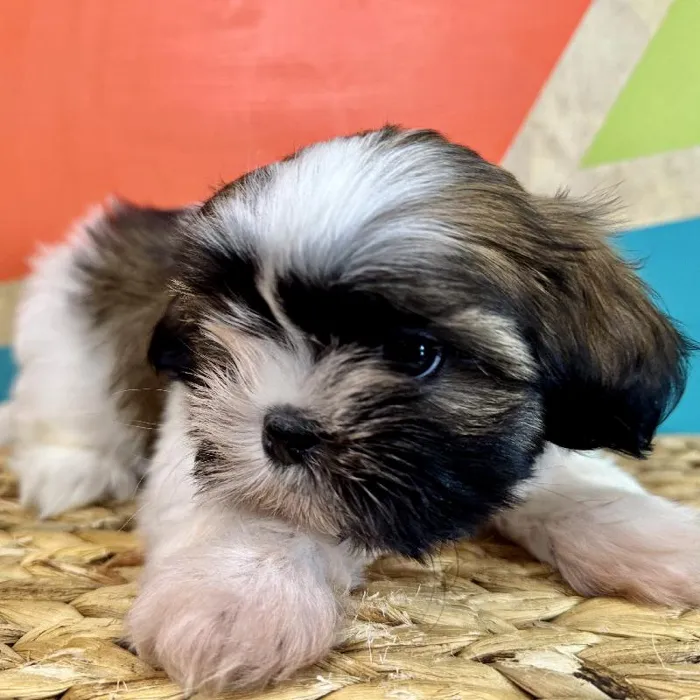 Male Shih Tzu Puppy for Sale in Fayetteville, AR