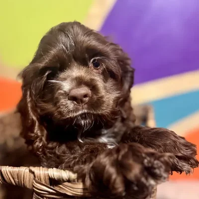 Female Cocker Spaniel Puppy for Sale in Joplin, MO