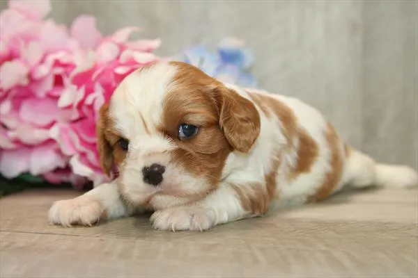 Female Cavalier King Charles Spaniel puppy named Phylis for sale at Petland Wichita West.