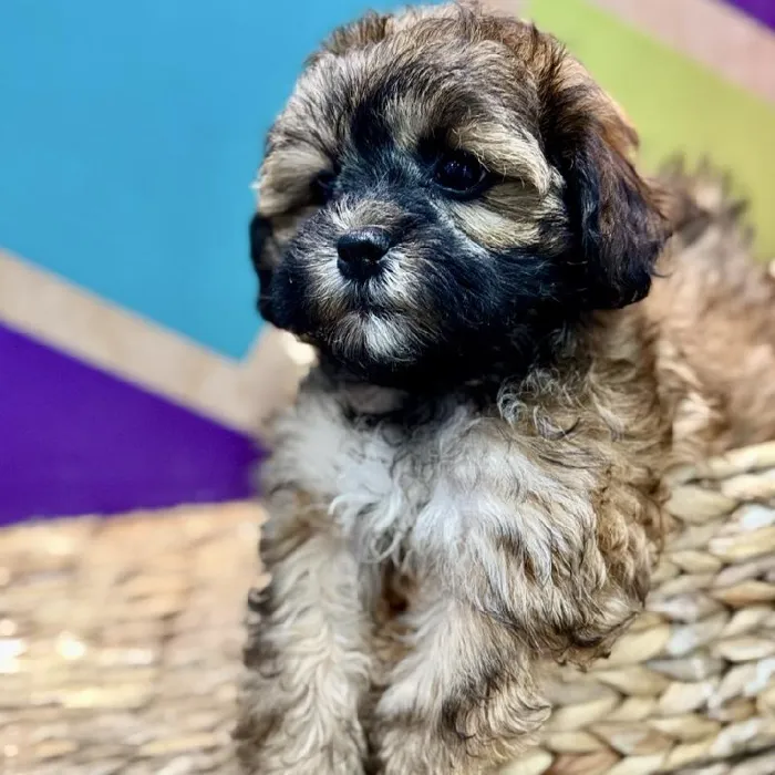 Female Shipoo Puppy for Sale in Rogers, AR