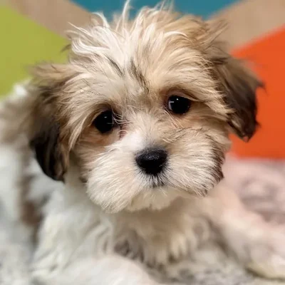 Female Teddy Bear Puppy for Sale in Rogers, AR