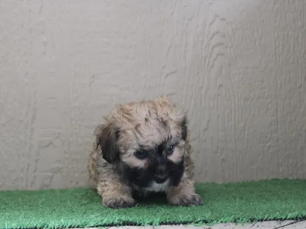 Female Maltipoo puppy for sale at Petland Joplin.