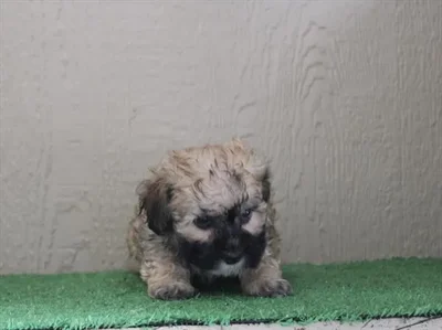 Female Maltipoo puppy for sale at Petland Joplin.